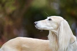 Image result for Most Unique Dogs