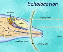 Image result for Echolocation in Dolphins