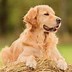 Image result for Goldin Dog Funy HD