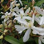 Image result for Evergreen Clematis