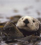 Image result for Baby Otter Turtle Desktop Wallpaper