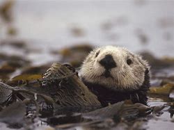 Image result for Baby Otter Wallpaper