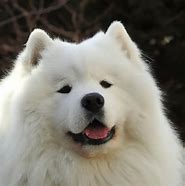 Image result for Biscuit Samoyed