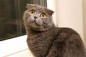 Image result for English Fold Cat