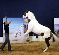 Image result for E Dubai Horse