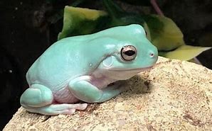 Image result for White Tree Frog Cute