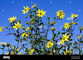 Image result for Helianthus decapetalus Triomphe de Gand