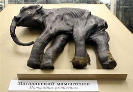 Image result for Peat Bog Mummies