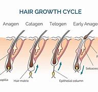Image result for Natural Hair Growth Chart