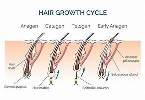 Image result for Hair Growth Time Chart