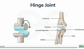 Image result for Hidge Joints