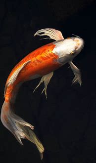 Image result for iPhone Fish Wallpaper for Desktop