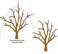Image result for Apple Fruit Tree Pruning