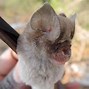 Image result for Chinese Covid Bat