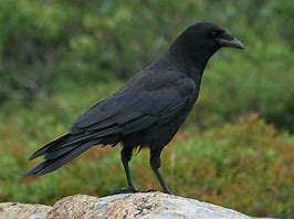 Image result for A Black Crow