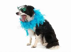 Image result for Weird Stock Photo Dog