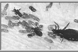 Image result for Body Lice WW1