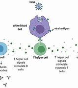Image result for T-cell Response