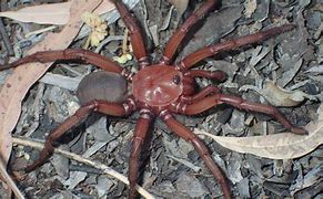 Image result for The Biggest Trap Door Spider