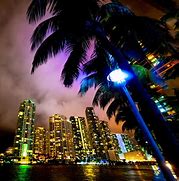 Image result for Miami Street Palm Trees