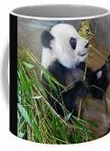 Image result for Memphis Zoo Panda