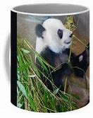 Image result for Memphis Zoo Giant Pandas