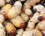 Image result for Edible Worms