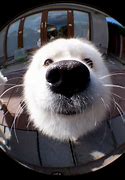 Image result for Fish Eye Picture Animals Royalty Free