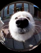 Image result for 1080X1080 Fish Eye