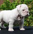 Image result for Bulldog Dog