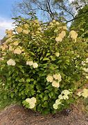 Image result for Viburnum plicatum tomentosum Opening Day