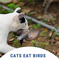 Image result for Do Cats Eat Birds