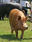 Image result for Dummy Sow