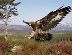 Image result for What Is the Biggest Hawk in the World