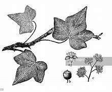 Image result for Hedera Helix