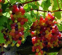 Image result for Vine Fruit Wallpaper