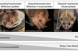 Image result for Bat Species Chart