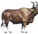 Image result for Ancient Cattle Aurochs