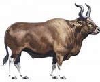 Image result for Eurasian Aurochs
