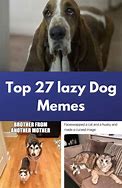 Image result for Lazy Dog Meme