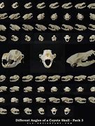 Image result for Small Animal Skulls Identification