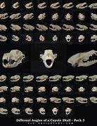 Image result for North American Animal Skull Identification