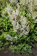Image result for Astilbe Diamant (Arendsii-Group)