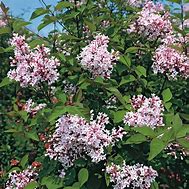 Image result for Syringa microphylla Superba