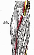 Image result for Radial Artery Pulse Location Radius Bone