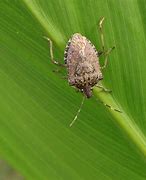 Image result for Common Bugs