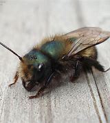 Image result for Mason Bee