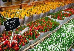Image result for Flower Market Netherlands