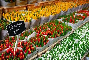 Image result for Netherlands Flower Market