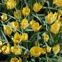 Image result for Tulipa Bright Gem